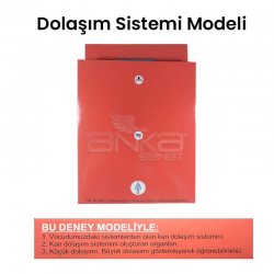 Dolaşım Sistemi Modeli - Thumbnail