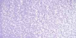 Sennelier - Sennelier Yağlı Pastel 217 Cobalt Violet Light